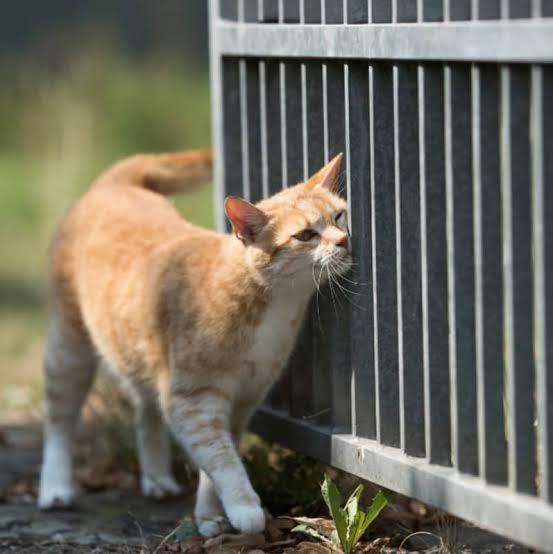 Kedi Dostlarımız Neden Bize Sürtünür?