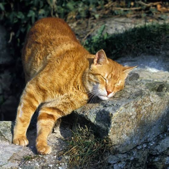 Kedi Dostlarımız Neden Bize Sürtünür?