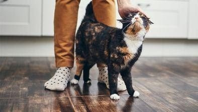 Kedi Dostlarımız Neden Bize Sürtünür?