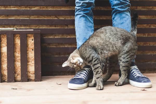 Kedi Dostlarımız Neden Bize Sürtünür?