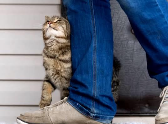 Kedi Dostlarımız Neden Bize Sürtünür?