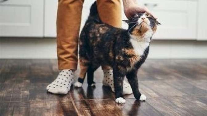 Kedi Dostlarımız Neden Bize Sürtünür? 