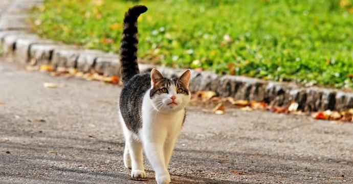 Kedi Dostlarımızın Kuyruk Hareketlerinin Anlamları Nedir?