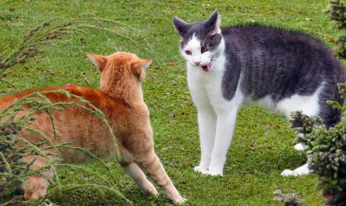 Kedi Dostlarımızın Kuyruk Hareketlerinin Anlamları Nedir?