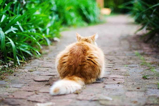 Kedi Dostlarımızın Kuyruk Hareketlerinin Anlamları Nedir?