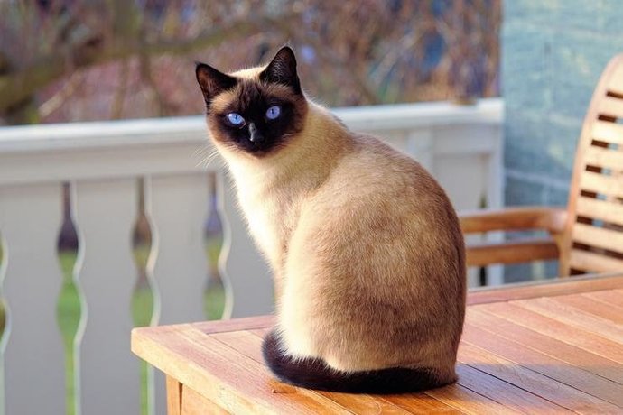 Kedi Dostlarımızın Kuyruk Hareketlerinin Anlamları Nedir?