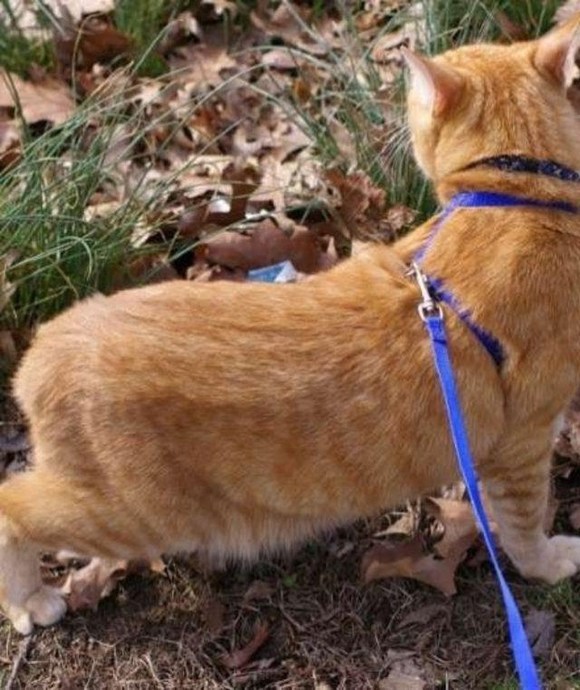 Kedi Dostlarımızın Kuyruk Hareketlerinin Anlamları Nedir?
