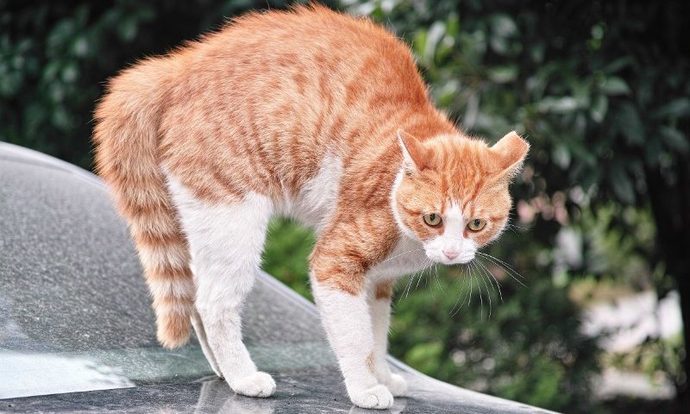 Kedi Dostlarımızın Kuyruk Hareketlerinin Anlamları Nedir?