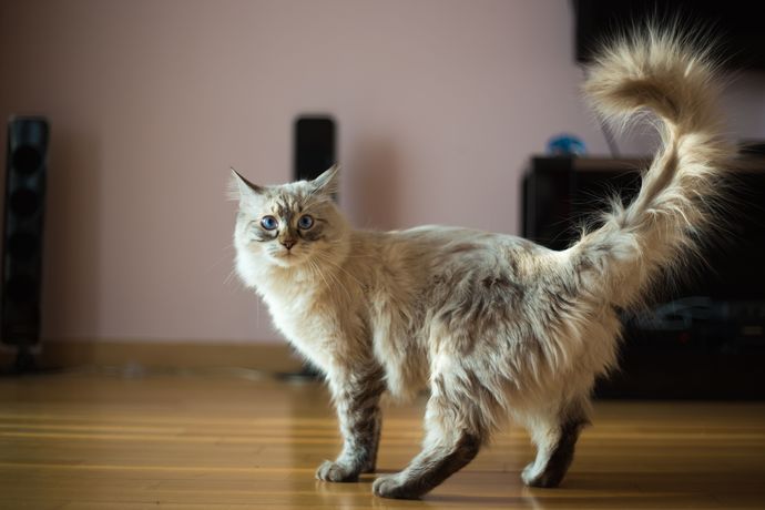 Kedi Dostlarımızın Kuyruk Hareketlerinin Anlamları Nedir?