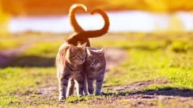Kedi Dostlarımızın Kuyruk Hareketlerinin Anlamları Nedir? 