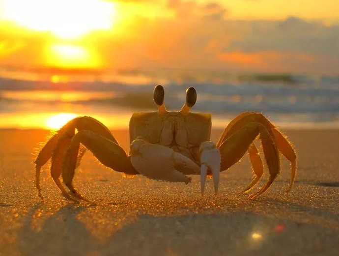 🦀🦀🦀