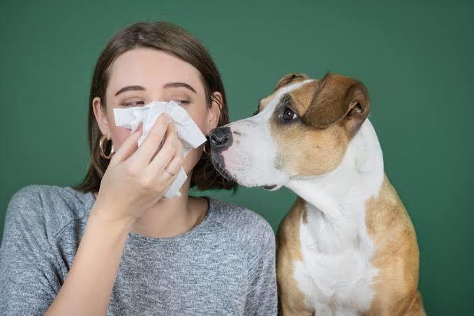 Alerjim Var Köpek Sahiplenebilir Miyim?