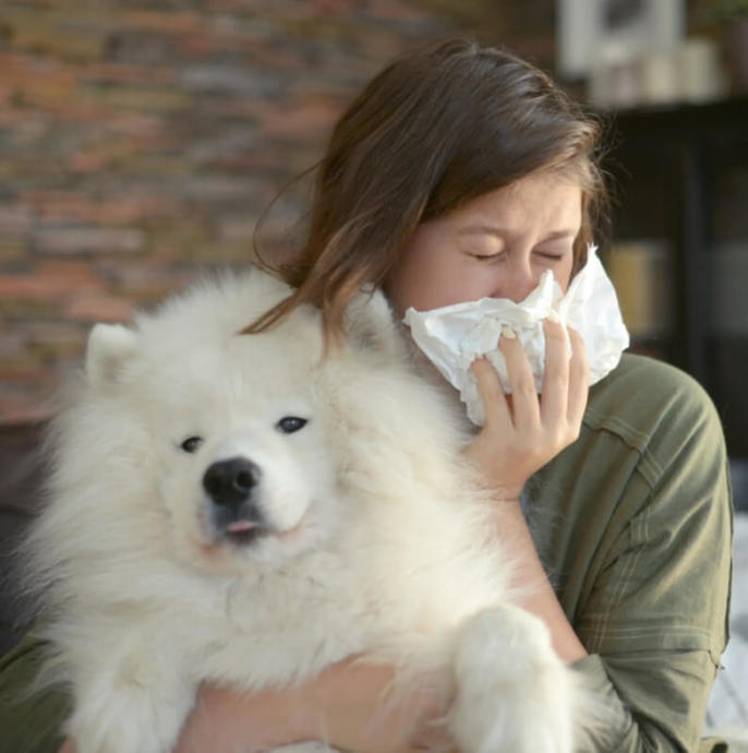 Alerjim Var Köpek Sahiplenebilir Miyim?
