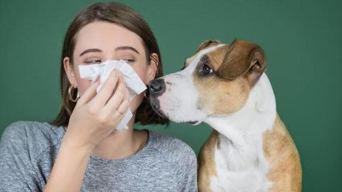 Alerjim Var Köpek Sahiplenebilir Miyim?