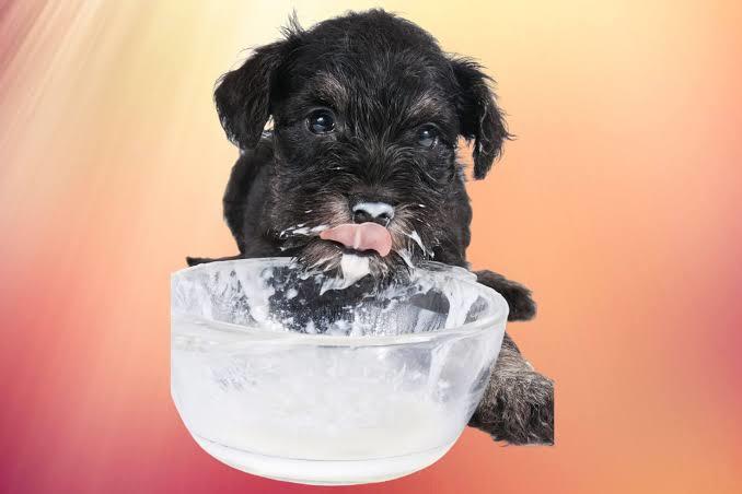 Köpek Dostlarımız İçin Yararlı ve Zararlı Gıdalar Nelerdir?