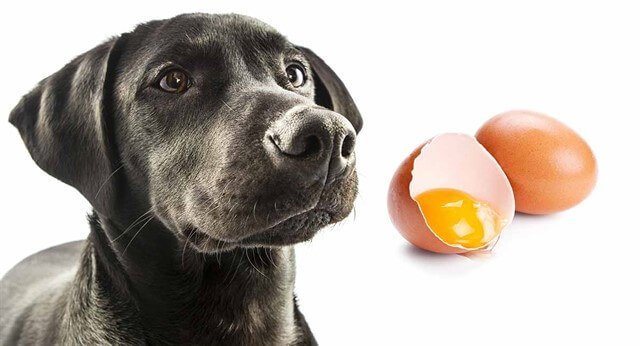 Köpek Dostlarımız İçin Yararlı ve Zararlı Gıdalar Nelerdir?