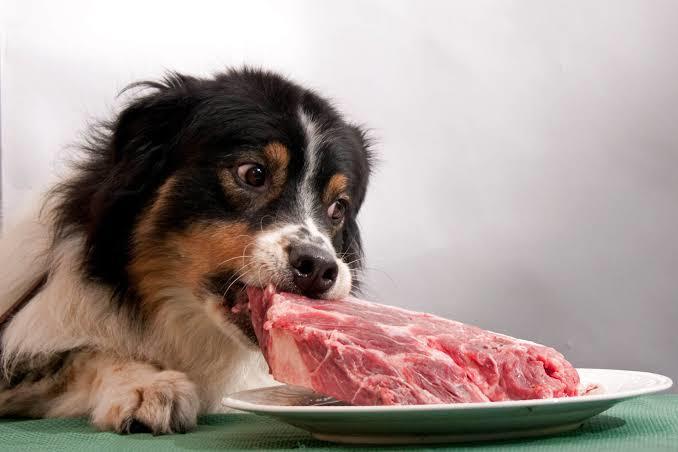 Köpek Dostlarımız İçin Yararlı ve Zararlı Gıdalar Nelerdir?