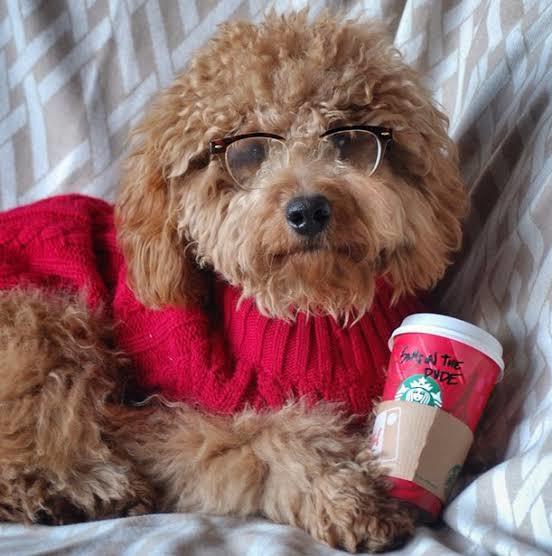 Köpek Dostlarımız İçin Yararlı ve Zararlı Gıdalar Nelerdir?