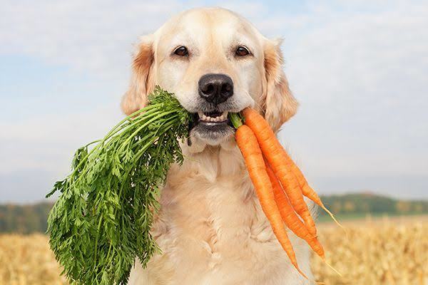 Köpek Dostlarımız İçin Yararlı ve Zararlı Gıdalar Nelerdir?