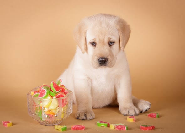 Köpek Dostlarımız İçin Yararlı ve Zararlı Gıdalar Nelerdir?
