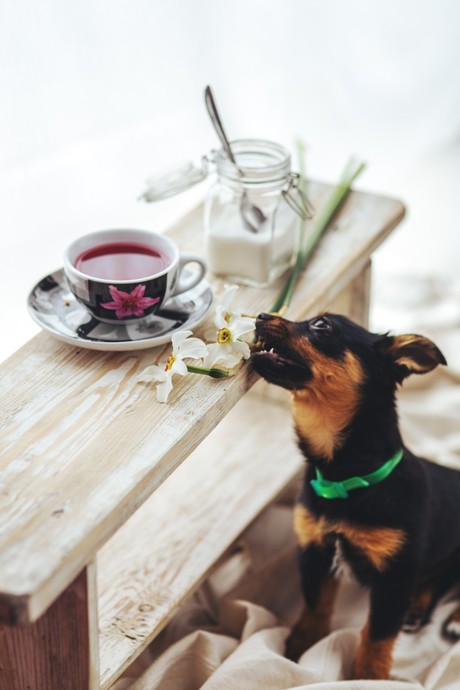 Köpek Dostlarımız İçin Yararlı ve Zararlı Gıdalar Nelerdir?