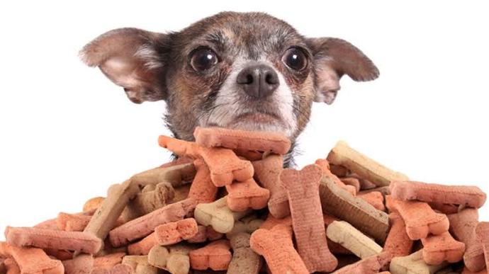 Köpek Dostlarımız İçin Yararlı ve Zararlı Gıdalar Nelerdir?