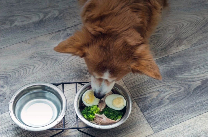 Köpek Dostlarımız İçin Yararlı ve Zararlı Gıdalar Nelerdir?