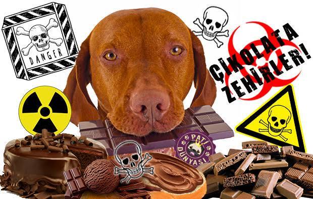 Köpek Dostlarımız İçin Yararlı ve Zararlı Gıdalar Nelerdir?