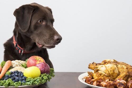 Köpek Dostlarımız İçin Yararlı ve Zararlı Gıdalar Nelerdir?