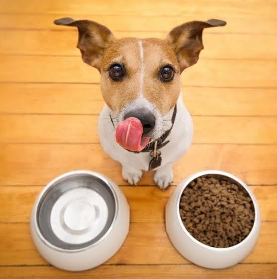 Köpek Dostlarımız İçin Yararlı ve Zararlı Gıdalar Nelerdir?