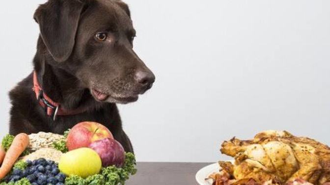 Köpek Dostlarımız İçin Yararlı ve Zararlı Gıdalar Nelerdir?