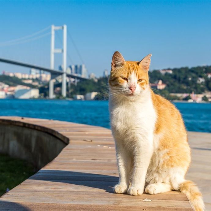 Kedilerin Evrimsel Süreci ve Kediler Hakkında Pek Bilinmeyen Detaylar