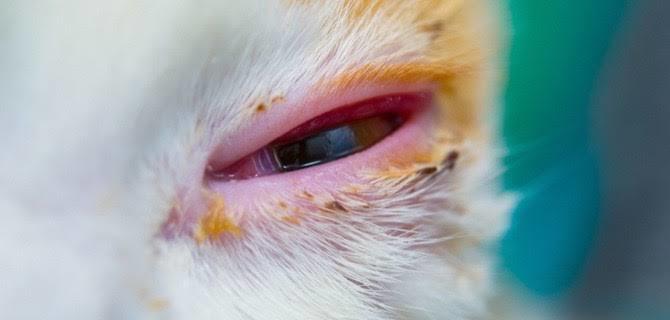 Kedi Dostlarımız Grip Olur Mu? Kedilerde Grip Hastalığı Teşhis ve Tedavisi