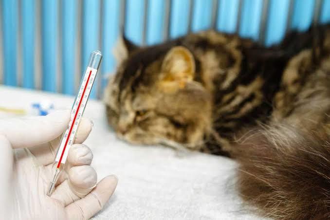 Kedi Dostlarımız Grip Olur Mu? Kedilerde Grip Hastalığı Teşhis ve Tedavisi