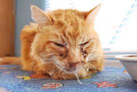 Kedi Dostlarımız Grip Olur Mu? Kedilerde Grip Hastalığı Teşhis ve Tedavisi