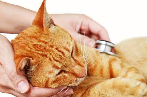 Kedi Dostlarımız Grip Olur Mu? Kedilerde Grip Hastalığı Teşhis ve Tedavisi