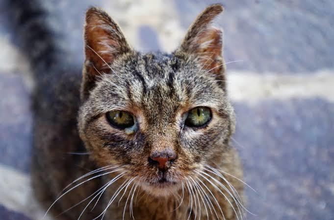 Kedi Dostlarımız Grip Olur Mu? Kedilerde Grip Hastalığı Teşhis ve Tedavisi