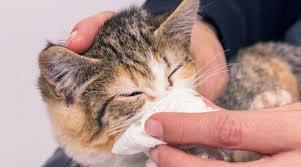 Kedi Dostlarımız Grip Olur Mu? Kedilerde Grip Hastalığı Teşhis ve Tedavisi
