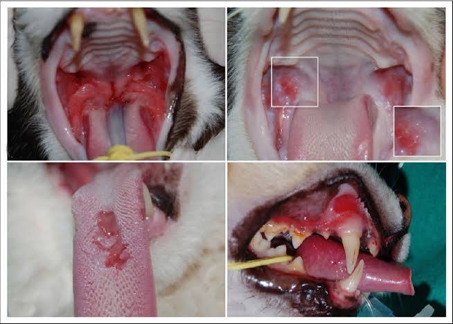 Kedi Dostlarımız Grip Olur Mu? Kedilerde Grip Hastalığı Teşhis ve Tedavisi