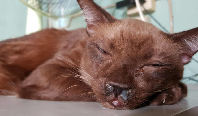 Kedi Dostlarımız Grip Olur Mu? Kedilerde Grip Hastalığı Teşhis ve Tedavisi