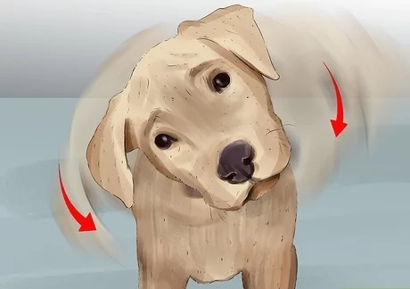 Köpekler Neden Kulak Hastalığına Sık Sık Yakalanır?