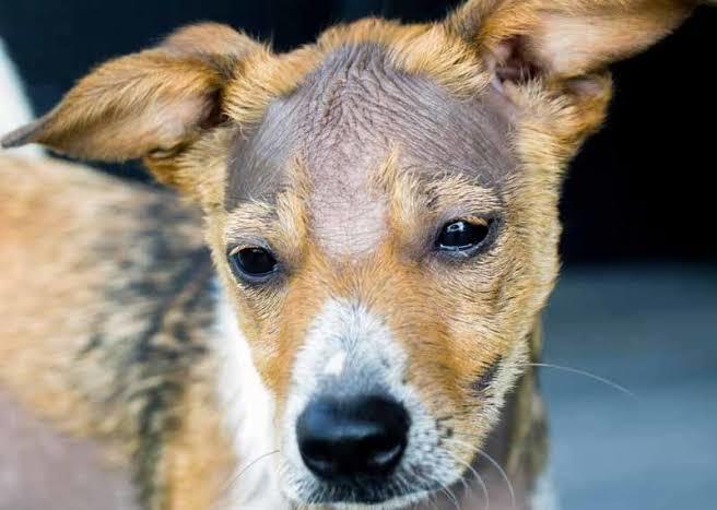 Köpekler Neden Kulak Hastalığına Sık Sık Yakalanır?