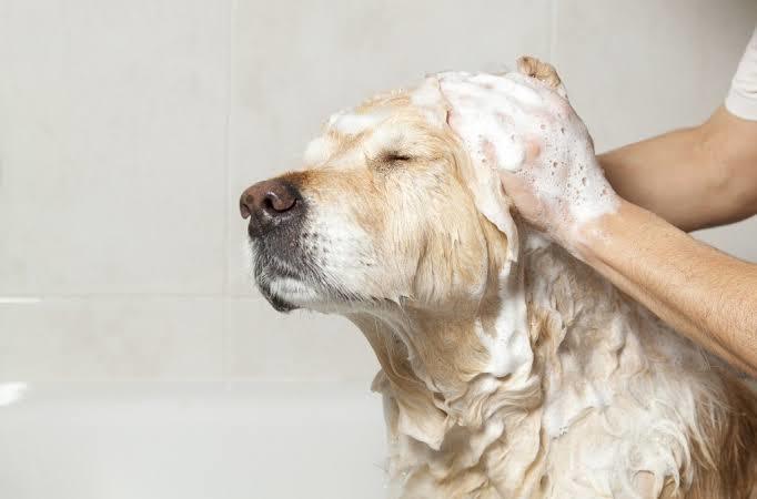 Köpekler Neden Kulak Hastalığına Sık Sık Yakalanır?