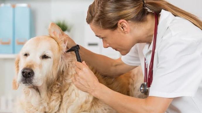 Köpeklerde Kulak Hastalığı