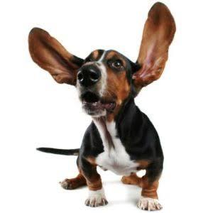 Köpekler Neden Kulak Hastalığına Sık Sık Yakalanır?