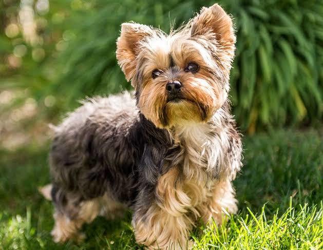 Köpekler Neden Kulak Hastalığına Sık Sık Yakalanır?