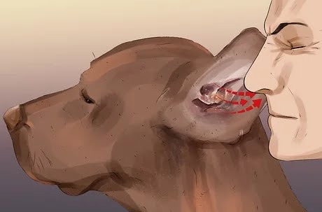 Köpekler Neden Kulak Hastalığına Sık Sık Yakalanır?