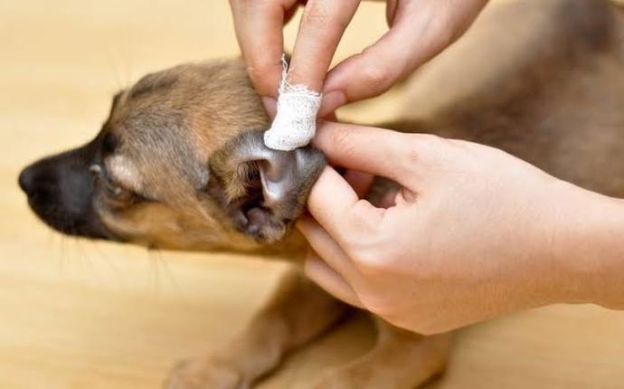 Köpekler Neden Kulak Hastalığına Sık Sık Yakalanır?