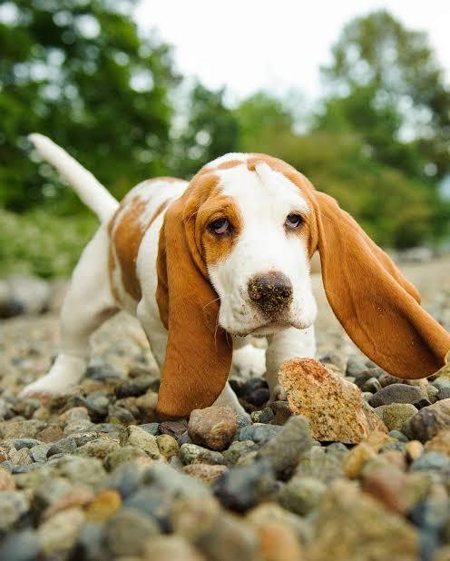 Köpekler Neden Kulak Hastalığına Sık Sık Yakalanır?