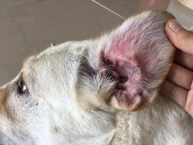 Köpekler Neden Kulak Hastalığına Sık Sık Yakalanır?